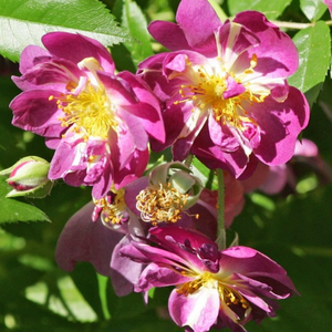 Violet , centrul cu dungi albe, stamine galbene - trandafiri tîrîtori și cățărători, Rambler
